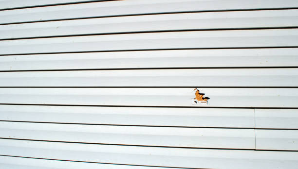 Best Engineered Wood Siding  in Thatcher, AZ